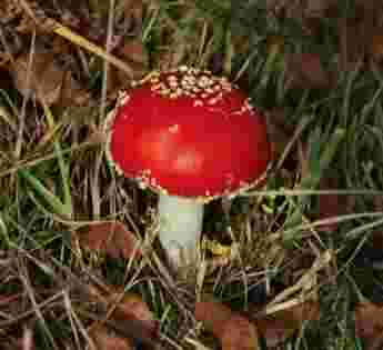 Fly agric mushrooms are deadly poisonous. Fly agric mushrooms are deadly poisonous.