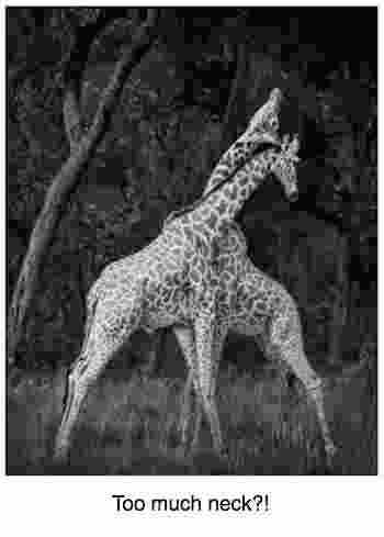 Giraffes necking it; I wonder if any headache? Giraffes necking it; I wonder if any headache?