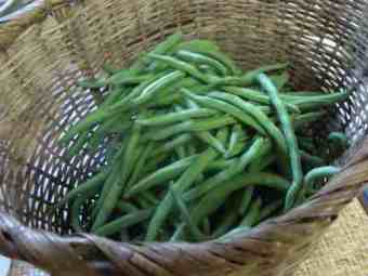 Green-beans-basket.jpg Green-beans-basket.jpg