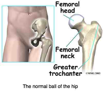 Schematic view of the normal hip.
