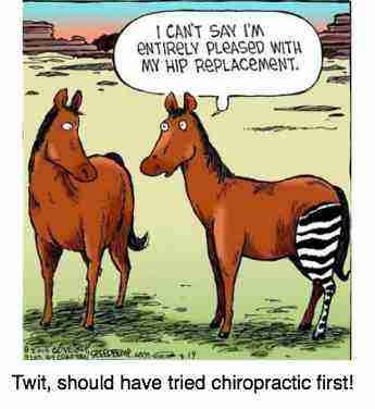 Cartoon of a horse complaining of his zebra hip replacement. Cartoon of a horse complaining of his zebra hip replacement.