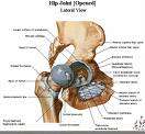 Hip joint.