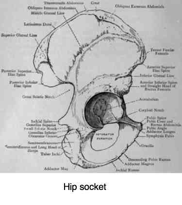 Schematic view of the hip socket showing the three parts.