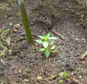 How to grow chili seedlings in your own garden. How to grow chili seedlings in your own garden.