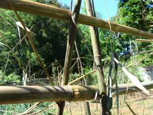 How to grow pole beans