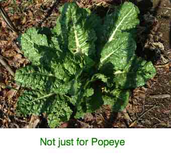 How to grow spinach for your modified Banting diet.