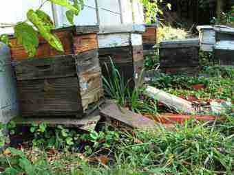 A group of bee hives. A group of bee hives.