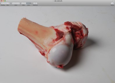 Perfect hyaline cartilage on a young pig's hip bone. Perfect hyaline cartilage on a young pig's hip bone.