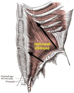 The internal oblique abdominal muscle. The internal oblique abdominal muscle.