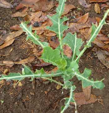 Kale ravished by hens. Kale ravished by hens.