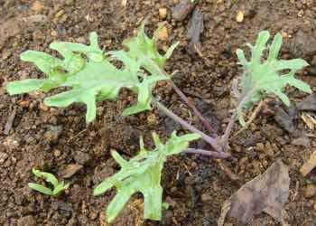 Kale seedling. Kale seedling.