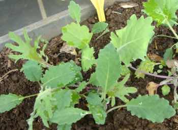 kale seedlings tray. kale seedlings tray.