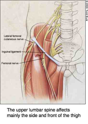 Upper leg pain is mostly very treatable with chiropractic ... muscle tendon diagram 