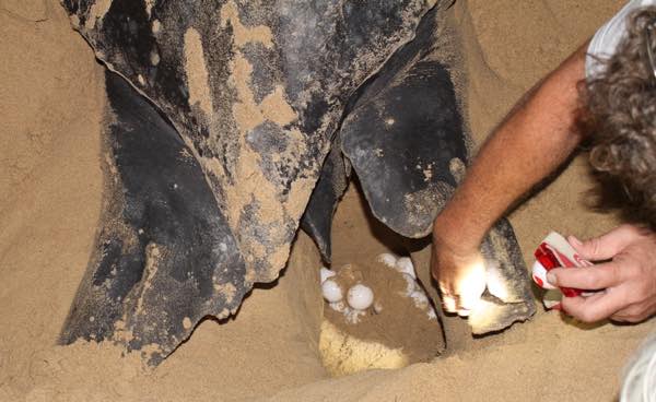 Leatherback turtle laying with eggs.