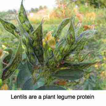 The lentil bush for plant protein. The lentil bush for plant protein.