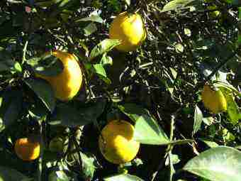 Meyer lemon fruit own opt Meyer lemon fruit own opt