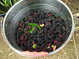 Mulberries in a bucket for adding yet more anti-inflammatory phytochemicals to the diet. Mulberries in a bucket for adding yet more anti-inflammatory phytochemicals to the diet.