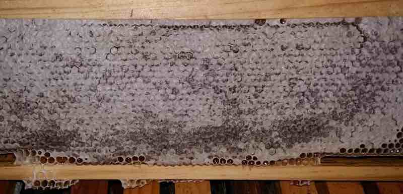 Natural honey comb is good for varicose ulcers. Natural honey comb is good for varicose ulcers.