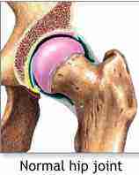 Normal hip joint