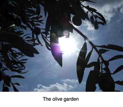 Olive Garden Nutrition Parades The Virtues Of This Humble Fruit