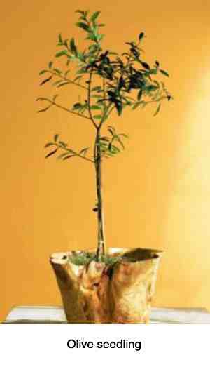 Photograph of an olive seedling.