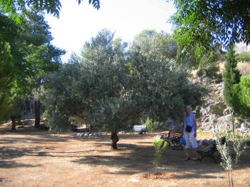 olive tree in Naptheon, Greece. olive tree in Naptheon, Greece.
