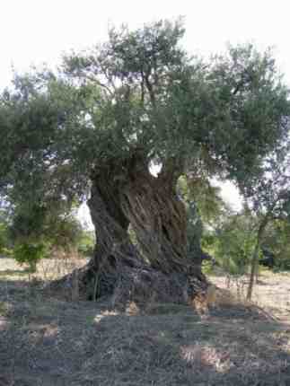 An ancient olive tree.