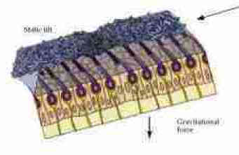 The normal wave motion of the otoconia enabling the sensors to detect movement of the head. The normal wave motion of the otoconia enabling the sensors to detect movement of the head.
