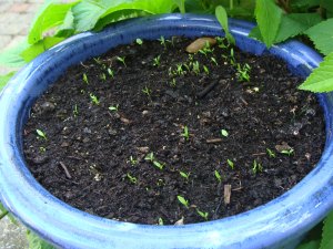 Parsley benefit plants.