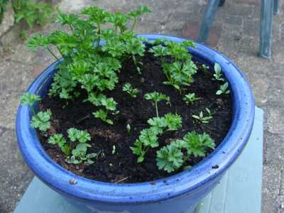 Parsley benefits seedlings.