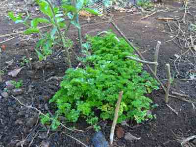 Parsley plants.