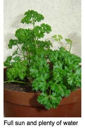 Parsley pot.