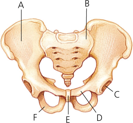 The bones of the pelvis. The bones of the pelvis.