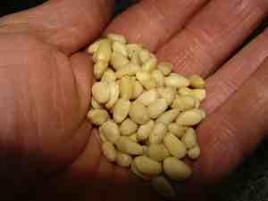 Pine nuts done by hand.