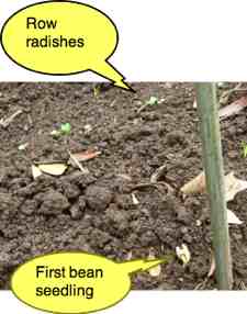 Pole bean seedling