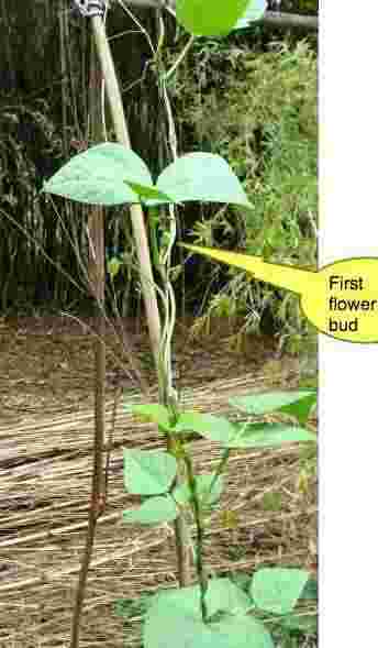 Pole beans flower