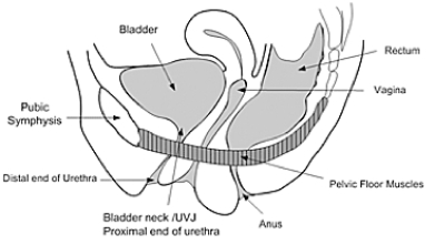 More about the pubococcygeus sling muscle in the female. More about the pubococcygeus sling muscle in the female.