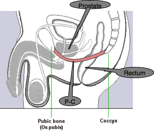 KEGEL EXERCISES are vital for a healthy pelvis and the bladder and