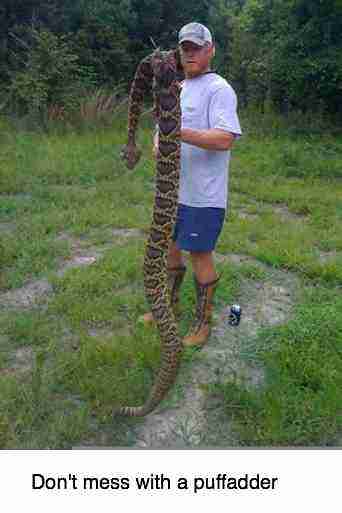 Snake bites can cause damage to the arm. Snake bites can cause damage to the arm.