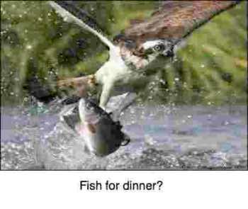 Photograph of a salmon being caught by an eagle, perfect for fish soup.