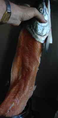 What's left after a salmon is filleted. What's left after a salmon is filleted.