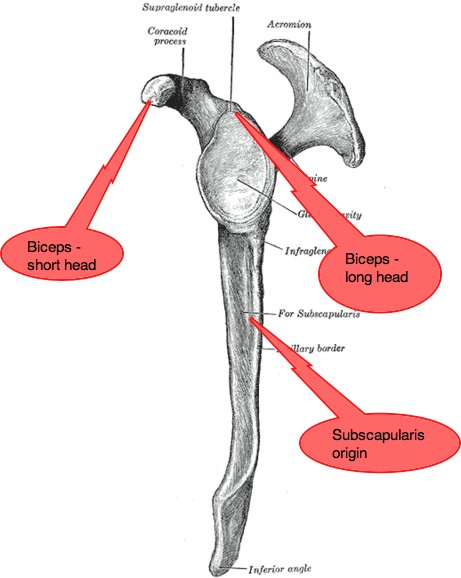 Shoulder anatomy is actually four joints wrapped up in one arm.