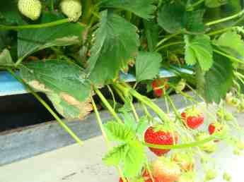 Growing strawberries in the Netherlands.