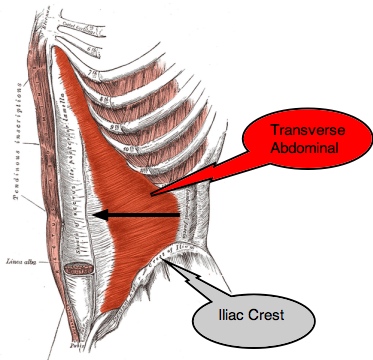 Toning abdominal muscles has ideas from a book by Adam Weiss.