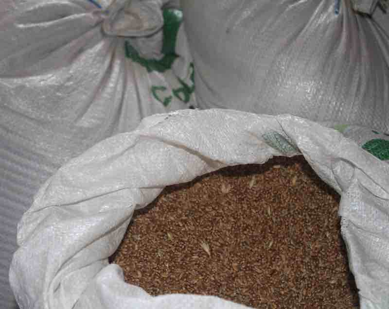 Wheat in 50kg bags.