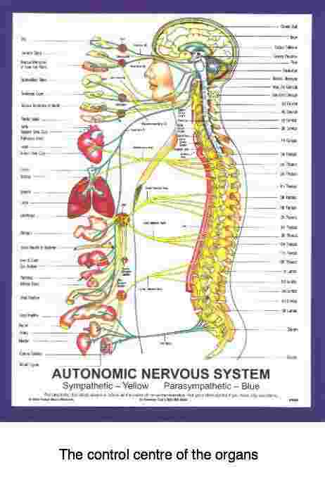 The autonomic system spine chart.