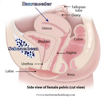 Female pelvis and het schaambeen. Female pelvis and het schaambeen.