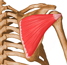 Shoulder anatomy is actually four joints wrapped up in one arm.