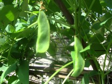 Lima bean pods. Lima bean pods.