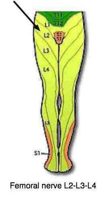 lower back pain with numbness in anterior part of leg